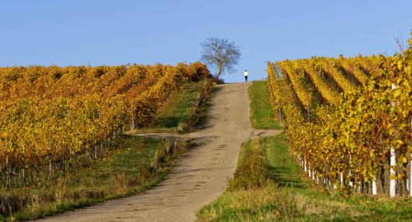 séminaire vignoble Bourgogne